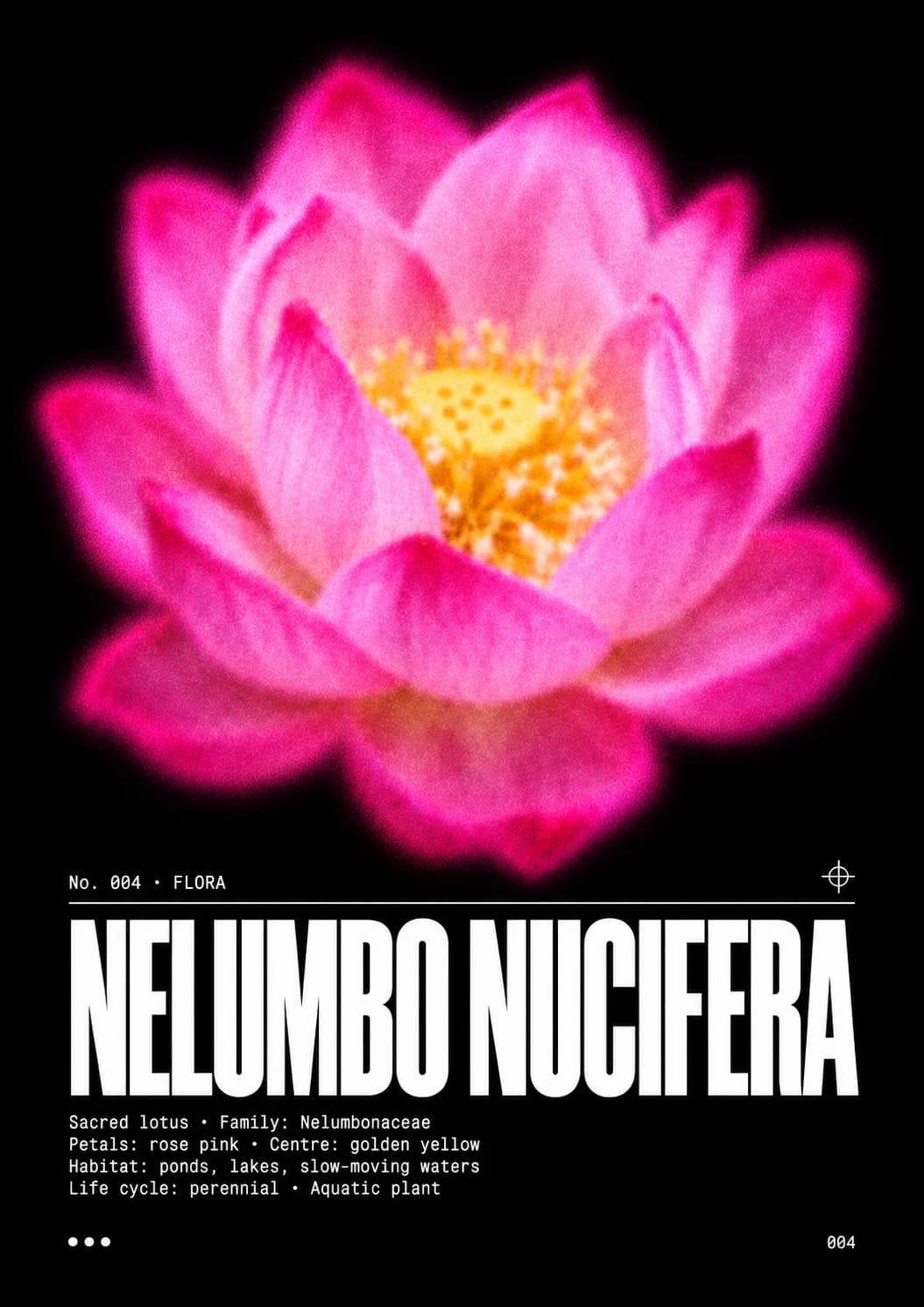 Visuel Nelumbo nucifera