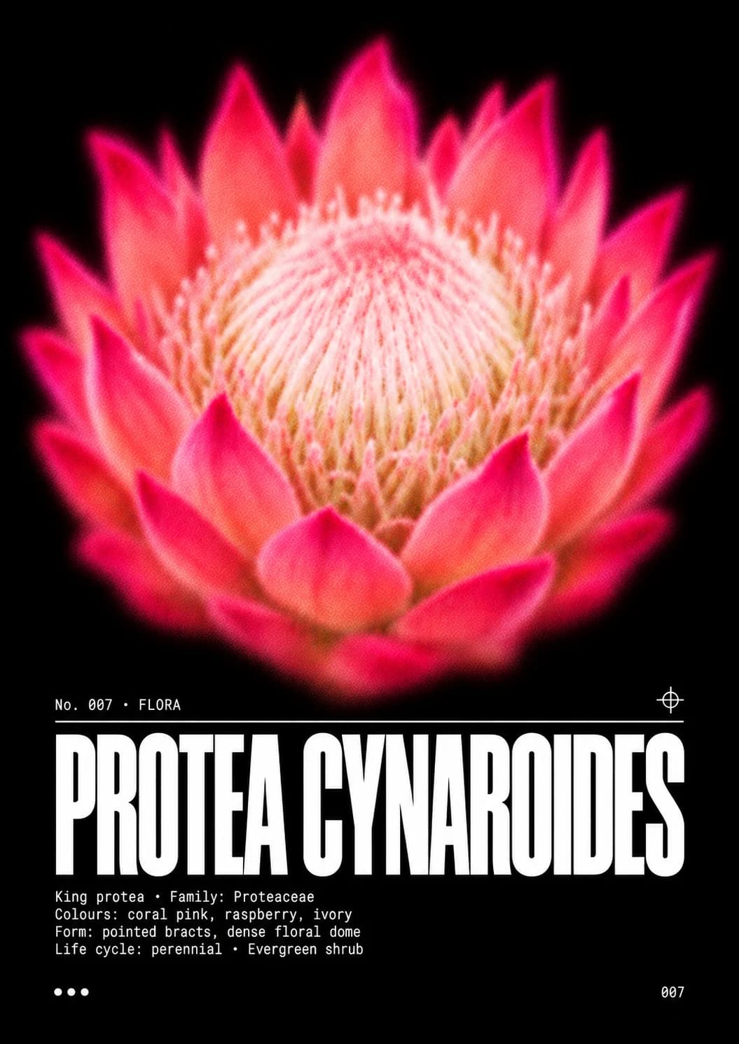 Visuel Protea cynaroides