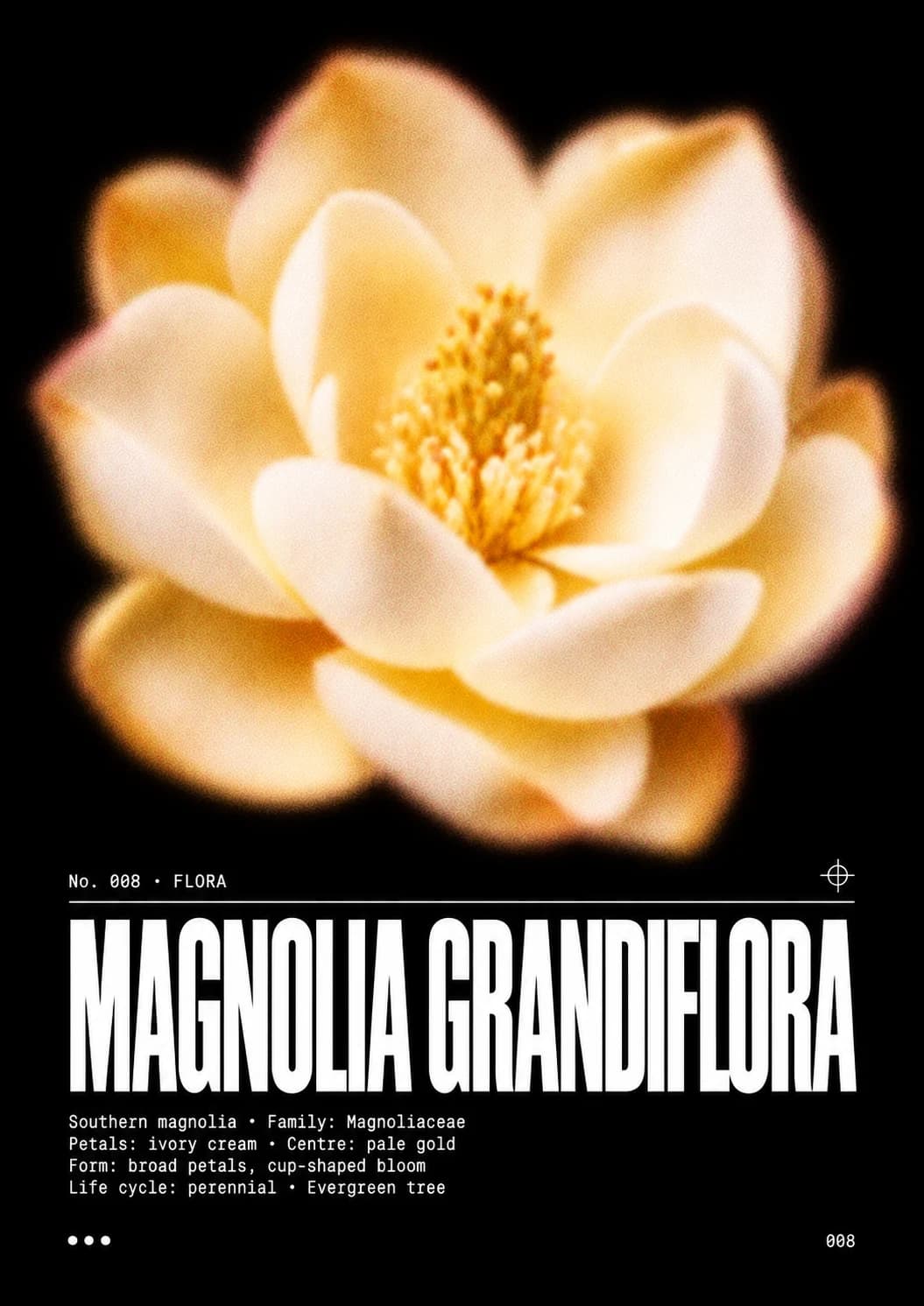 Visuel Magnolia grandiflora