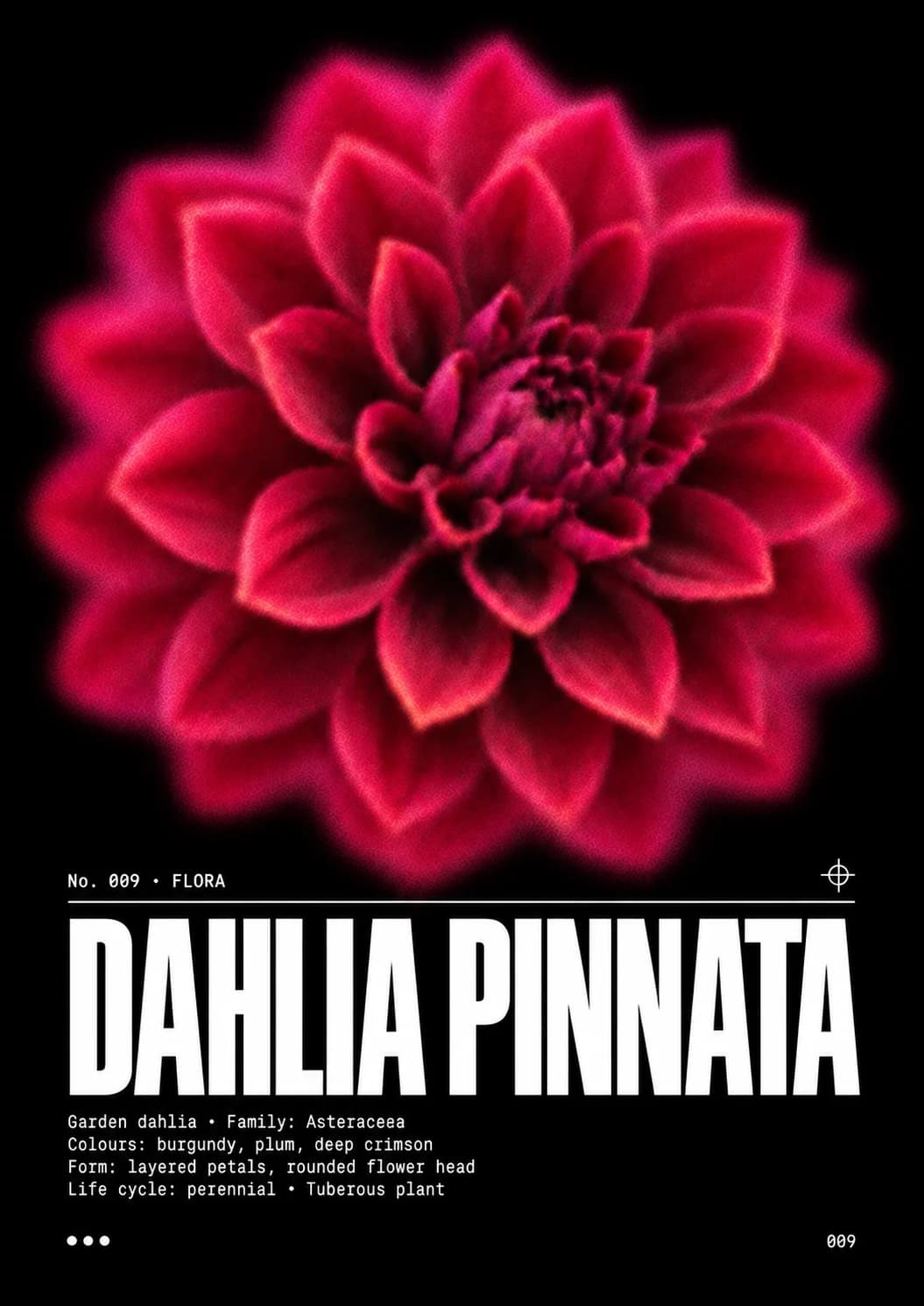 Visuel Dahlia pinnata