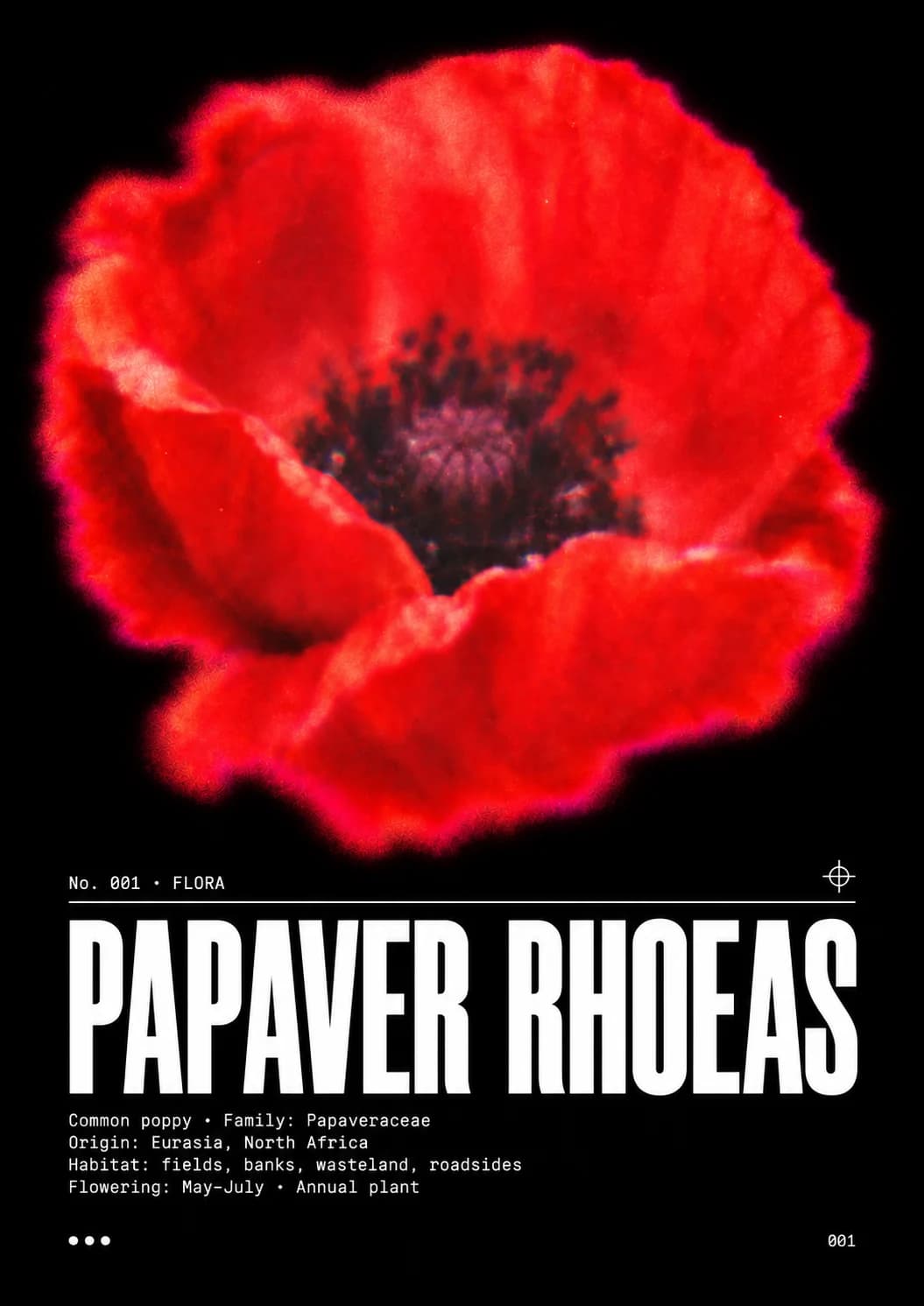 Visuel Papaver rhoeas