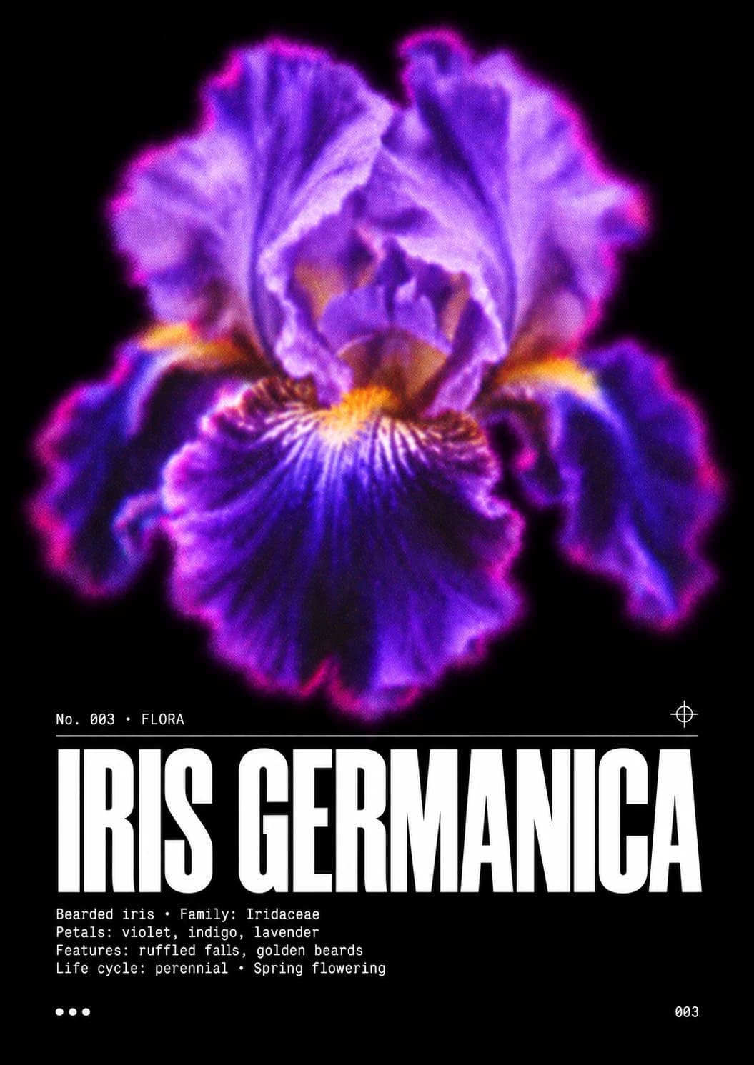 Visuel Iris germanica