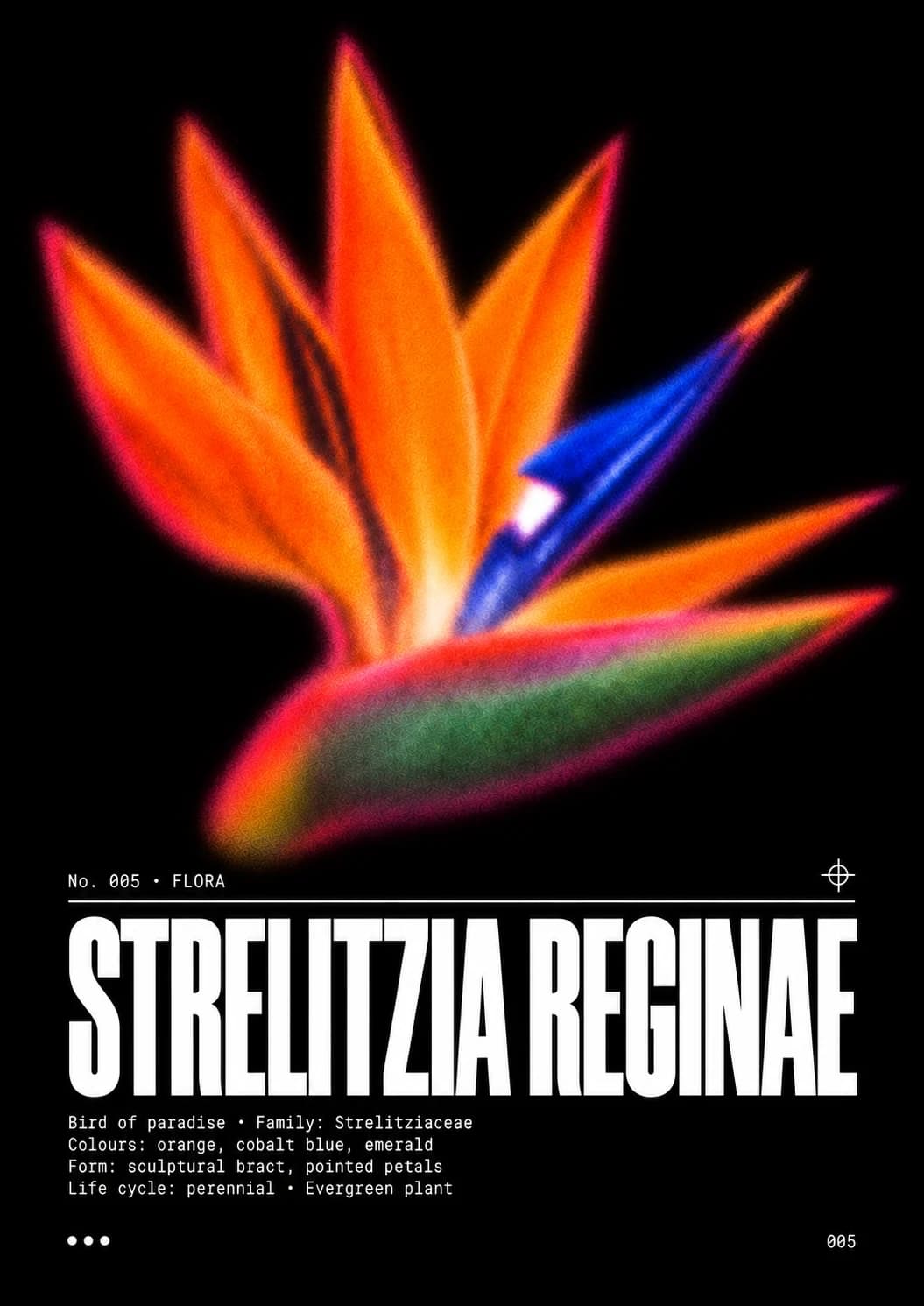 Visuel Strelitzia reginae