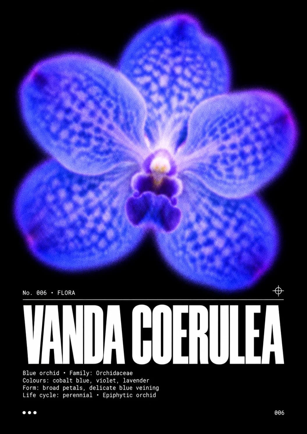 Visuel Vanda coerulea